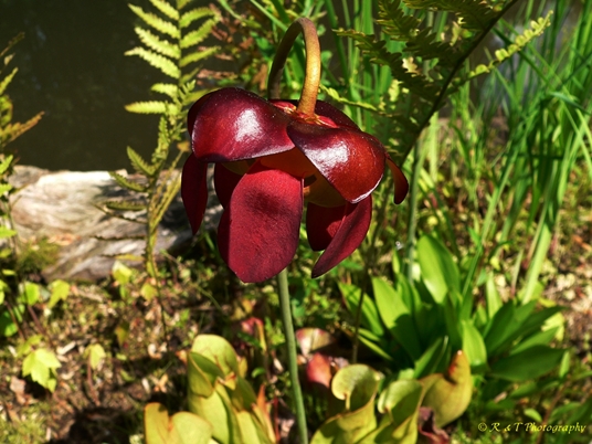 {Sarracenia purpurea var. purpurea}